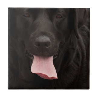 Carreau Visage de chien noir