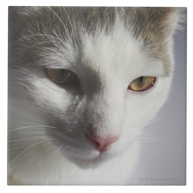 Carreau Visage d'un chat (Devant)