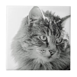 Carreau Visage pelucheux mignon de chat