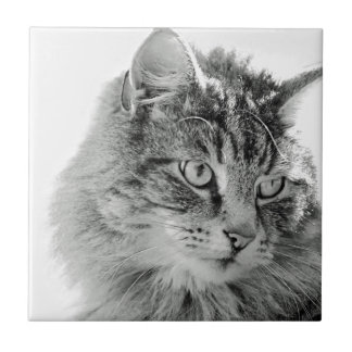 Carreau Visage pelucheux mignon de chat