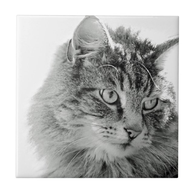 Carreau Visage pelucheux mignon de chat (Devant)