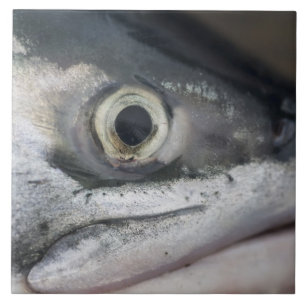 Carreau Visage Saumon argenté