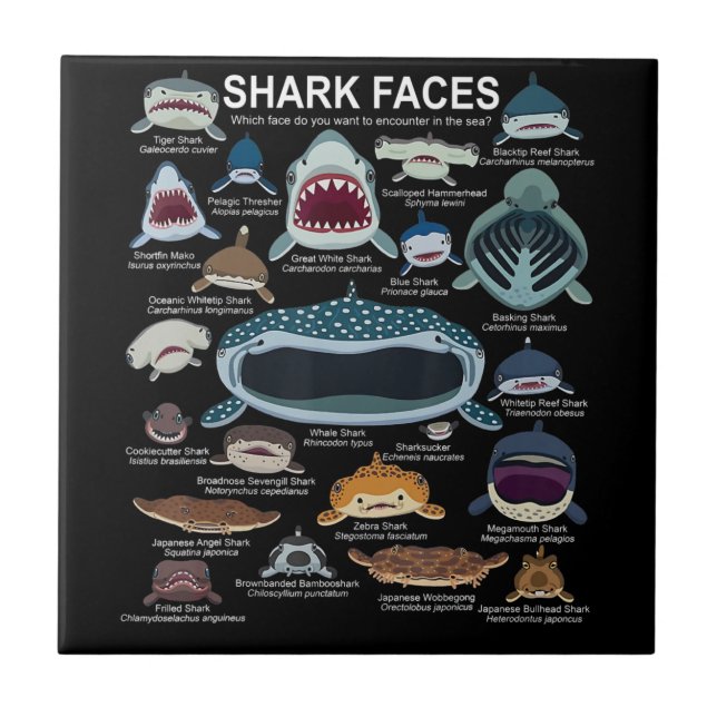 Carreau Visages de requins auxquels vous voulez participer (Devant)