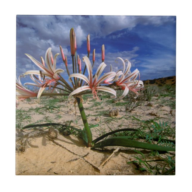 Carreau Vlei Lily (Nerine Laticoma) en fleurs (Devant)