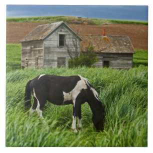 Carreau Voir des chevaux dans un champ dans la Palouse 2