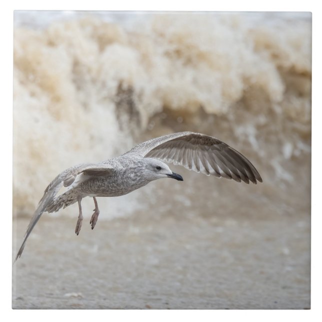 Carreau Vol d'oiseaux de goéland (Devant)