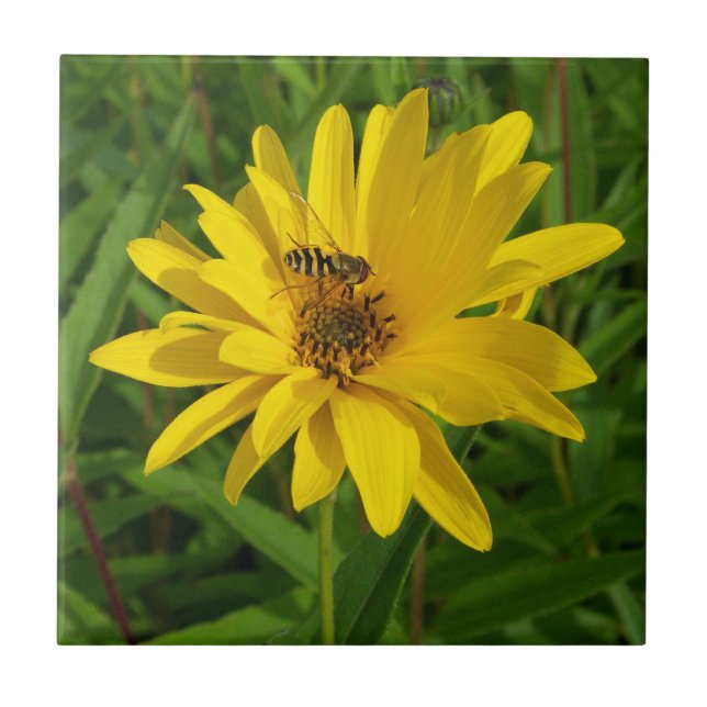 Carreau Vol stationnaire sur un chrysanthème jaune (Devant)