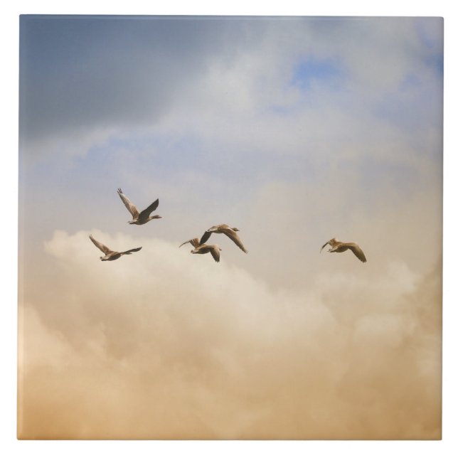Carreau Vols d'oiseaux (Devant)