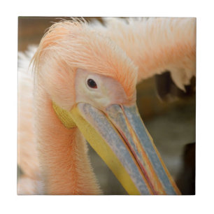 Carreau Vous Regardez Pelican Tile