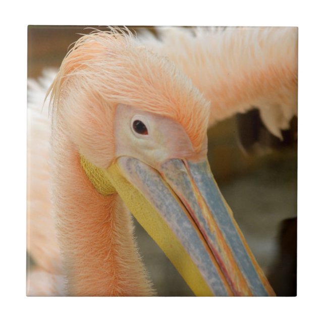 Carreau Vous Regardez Pelican Tile (Devant)