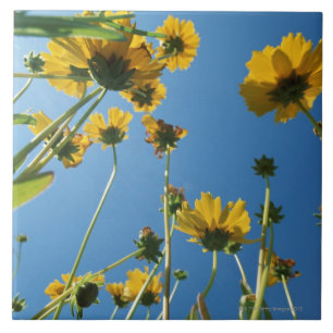 Carreau Vue d'angle faible des tournesols