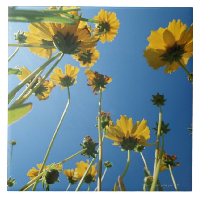 Carreau Vue d'angle faible des tournesols (Devant)