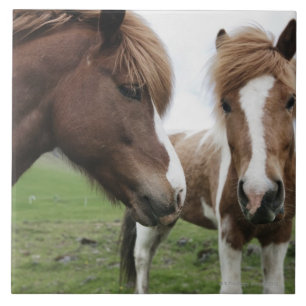 Carreau Vue de cheval, plan rapproché
