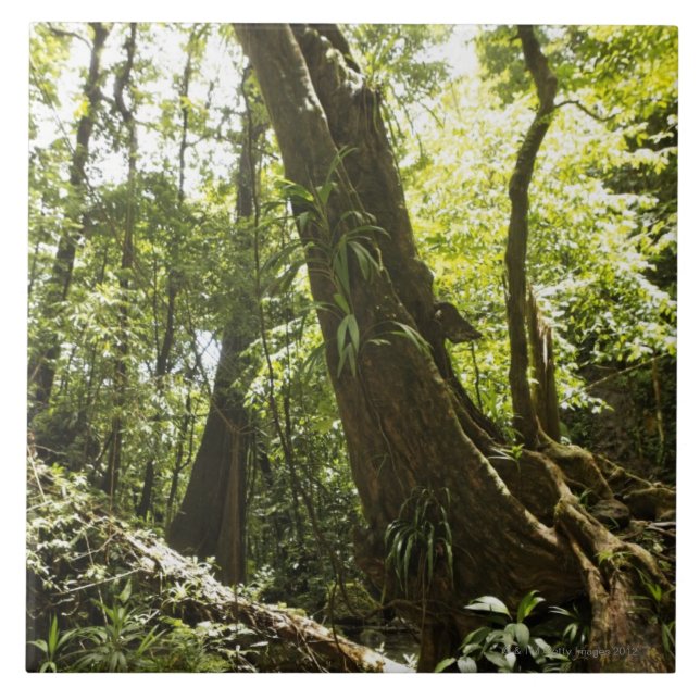 Carreau vue de forêt tropicale, Dominique (Devant)