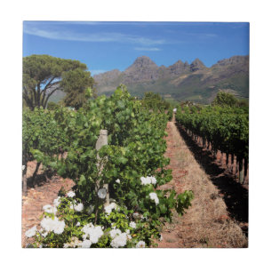 Carreau Vue des vignobles. Stellenbosch