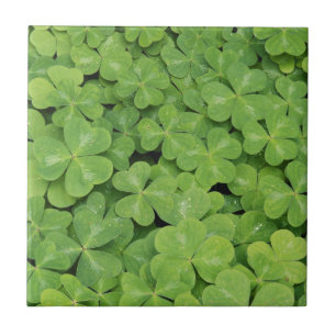 Carreau Vue d'Oxalis Oregana feuillage d'oseille des bois