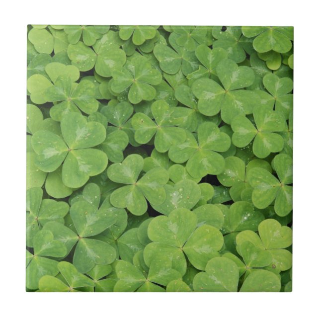 Carreau Vue d'Oxalis Oregana feuillage d'oseille des bois (Devant)