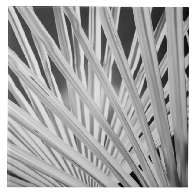Carreau Vue en noir et blanc de frondes de palmiers (Devant)