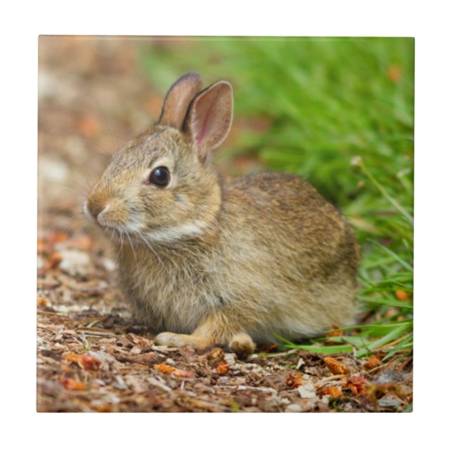 Carreau WA, Redmond, lapin bébé à queue blanche (Devant)