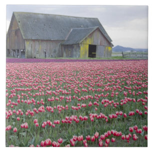 Carreau WA, Skagit Valley, Tulip Field et Barn