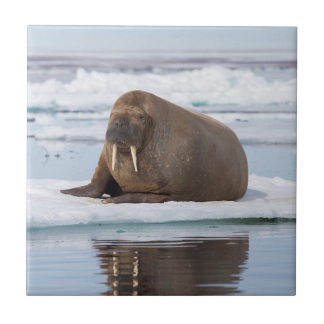 Carreau Walrus resting on ice, Norway (Devant)
