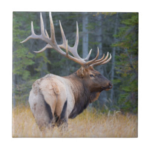 Carreau Wapiti mâle des montagnes Rocheuses