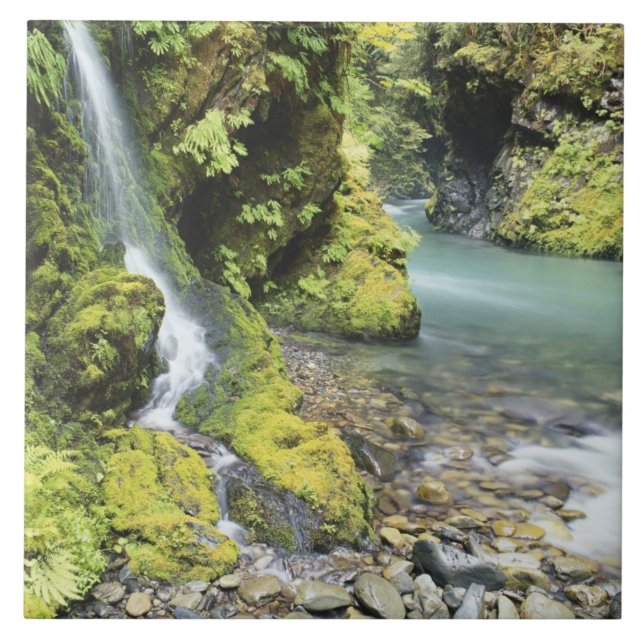 Carreau Washington, Olympic National Park, saison (Devant)