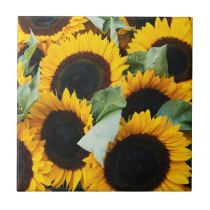 Carreau Washington, Seattle, Tournesol à vendre pike