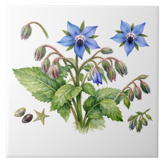 Carreau Watercolor Borage Herb Flowers and Leaves  (Devant)
