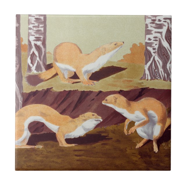 Carreau Weasel Animal Vintage Imprimer (Devant)