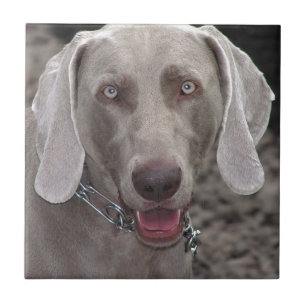 Carreau Weimaraner