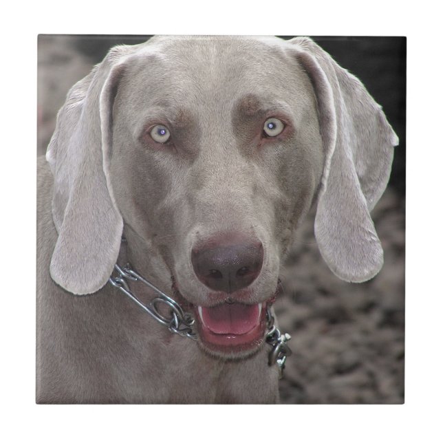 Carreau Weimaraner (Devant)