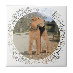 Carreau Welsh Terrier dans le Stable Yard