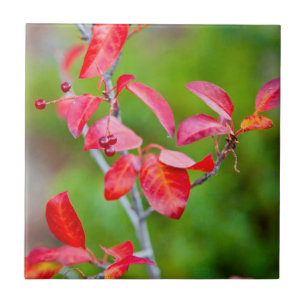 Carreau Western Choke Cherry (Prunus Virginiana) À L'Auto