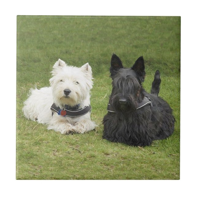 Carreau Westie & Scottie Gazon Vert (Devant)