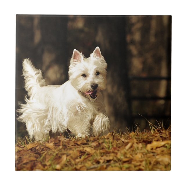 Carreau Westie sur le mouvement (Devant)