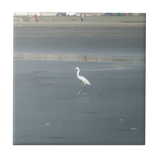 Carreau White Bird on Grey Sand Beach Art Imprimer (Devant)