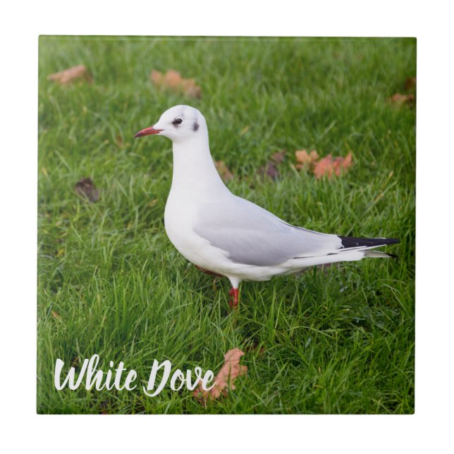 Carreau White Dove for bird and Pigeon lover cadeau (Devant)