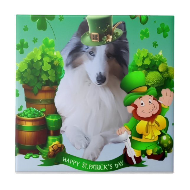 Carreau White factor Merle Headed Rough Collie  (Devant)