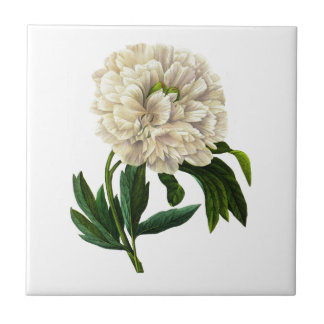 Carreau White Peony Par Pierre Joseph Redoute