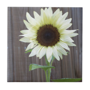 Carreau White Sunflower
