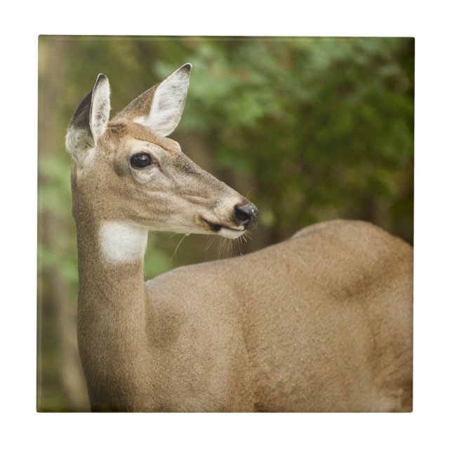 Carreau White Tailed (Devant)