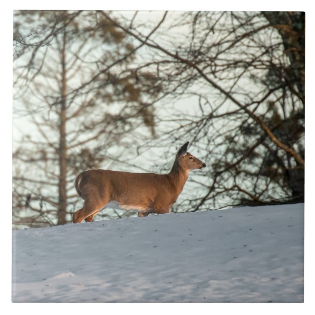 Carreau White Tailed (Devant)