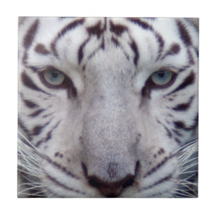 Carreau white-tiger2-10x10