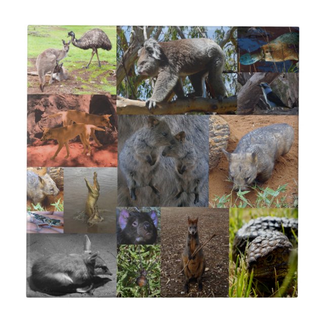 Carreau Wild Wonders : Captivant Australian Photo Collage (Devant)
