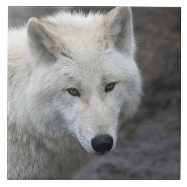 Carreau Wolf 001 (Devant)