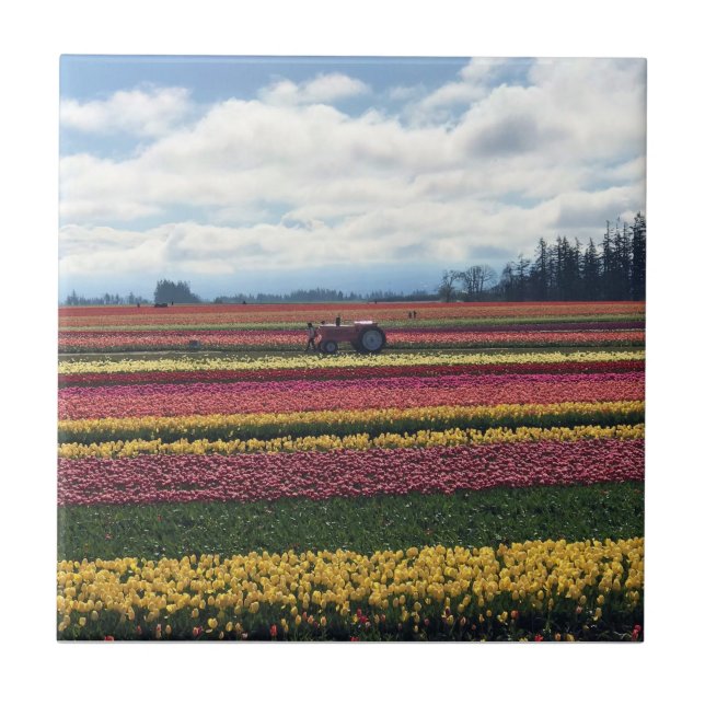 Carreau Wooden Shoe Tulip Farm, Woodburn, Oregon (Devant)
