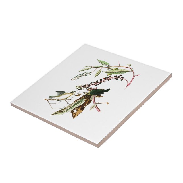 Carreau Worm en mangeant des oiseaux de John Audubon de (Côté)