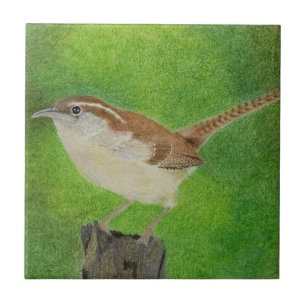 Carreau Wren