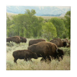 Carreau Wyoming Bison Nature Animal Photographie